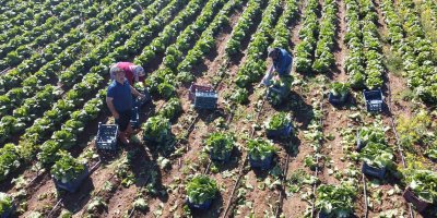 Ramazan’da salatanın vazgeçilmezi marulda hasat: Tarlada 4 TL