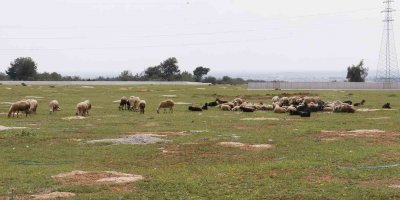 Aç kalan sokak köpekleri bir yılda 30 koyunu telef etti