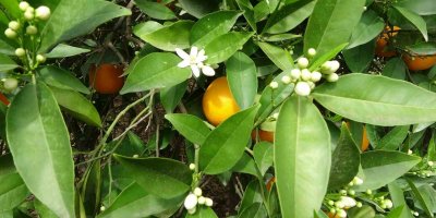 Çiçekler açtı tüm bölgeyi aynı koku sardı: “Adeta parfüm sıkılmış gibi”