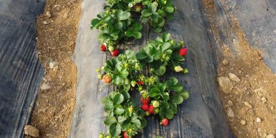 Suya kavuşan topraklarda üretim başladı