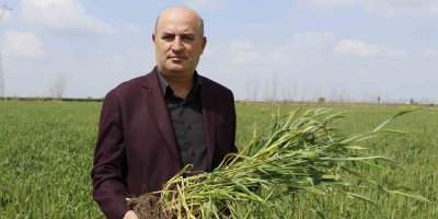 Buğdayda rekolteyi yağacak yağmurlar belirleyecek