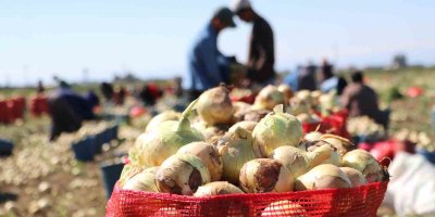 Bu yıl iki kat ekildi: Turfanda soğan hasadı başladı, fiyatı düşmeye başlayacak