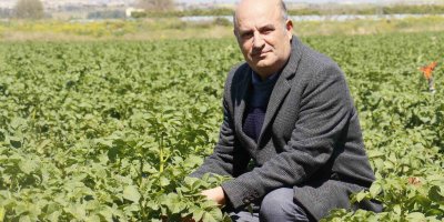 Geçen sene üzen patates, bu sene üreticinin yüzünü güldürecek