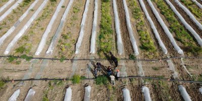 Kara sabanla tarım mesaisi başladı