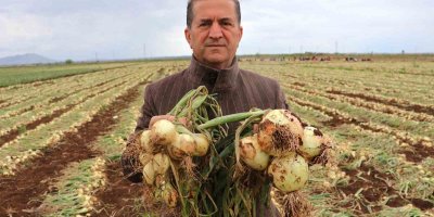 Soğanda yoğun hasat dönemi başlıyor, fiyatlar düşecek