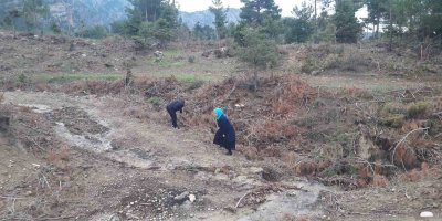 Yağmur yağdı vatandaşlar mantar avına çıktı