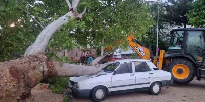 Adana'da 10 dakikalık yağan yağmur ağaç devirdi, dereleri taşırdı
