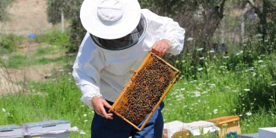 Adana’da bal üretiminde bu sene rekor bekleniyor