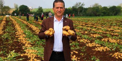 Adana'da turfanda patates hasadı başladı, patates fiyatları düşecek mi?