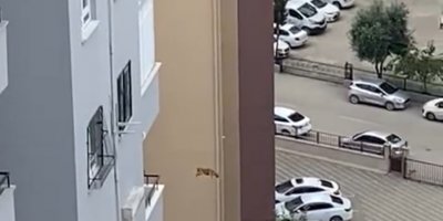 Ağır hasarlı binada kurtarılmak istenen kedi korkup aşağı atladı