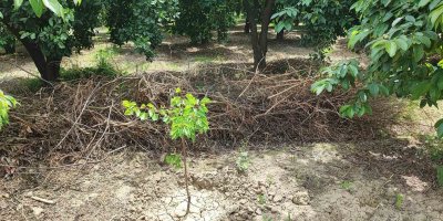 Adana’da hurma bahçesinde boğazı kesilmiş erkek cesedi bulundu