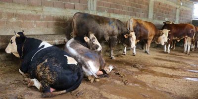 Kurbanlık satışları başladı, hisseli büyükbaş satışları arttı