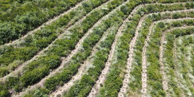 650 bin fidan toprakla buluştu, yanan ormanlar yeniden yeşeriyor