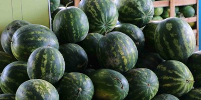 Serin giden hava, karpuzun fiyatını 1 liraya kadar düşürdü