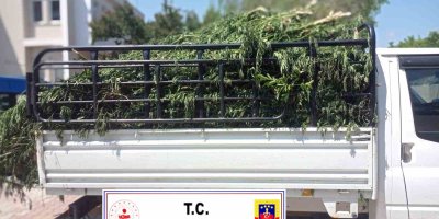 Adana'da narenciye bahçesi ağaç aralarını kenevir tarlasına çevirmişler!