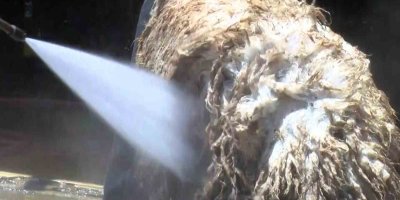 Koyunlarını tazyikli suyla yıkattı