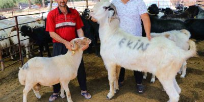 Adana'da 185 kiloluk ‘Karbeyaz’ teke 20 bin liraya satıldı