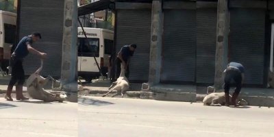 Koyunu döverek bayıltan kasaptan pişkin savunma: "Yormak için öyle yaptım"