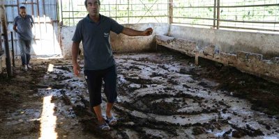 Geçim kaynağı 10 ineği elektrik akımına kapılarak telef oldu