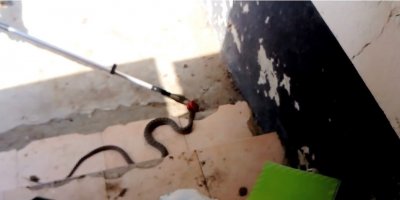 Adana’da eve giren yılan itfaiye ekipleri tarafından yakalandı