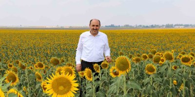 Çukurova’da “beyaz altının” yerine “sarı altın aldı”