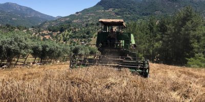 800 rakımlı zorlu arazide son buğday hasadı yapıldı