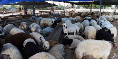 Seyhan’da 5 bin 246 adet kurbanın ücretsiz kesimi yapıldı
