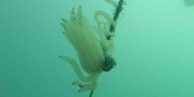 Yapay resifler balık popülasyanu arttırdı, ekonomiye büyük katkı sağlayacak