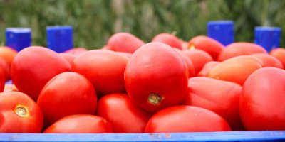 Turfanda domateste hasat sürüyor, 115 bin ton rekolte bekleniyor