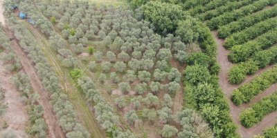 Adana’da 2 bin kök kenevir bitkisi ele geçirildi