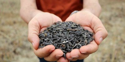 Stratejik ürün olan yağlık ayçiçeğinde hasat başladı