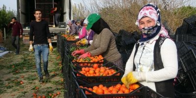 Narenciye işçi fiyatları 447 TL olarak belirlendi