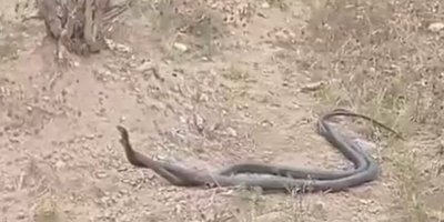 Yılanı koluna bilezik gibi sardı