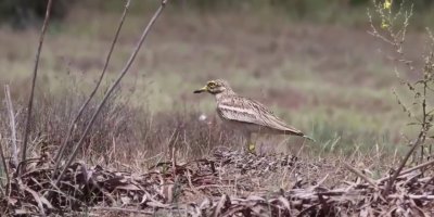 Soyu tehlike altında olan kocagöz Adana’da görüntülendi