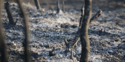 Adana’da 25-30 hektarın yandığı orman yangını kontrol altına alındı