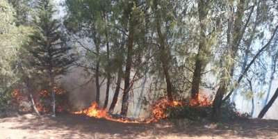 Adana Karaisalı'da başlayan orman yangını kontrol altına alındı