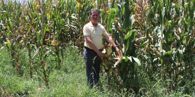 Mısır çiftçinin yüzünü güldürecek