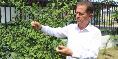 Limonda hasat başlamadan kaçak kesim ve ihraç başladı