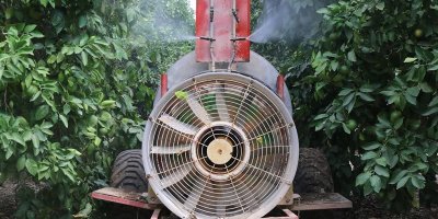 Turunçgilde Akdeniz Meyve Sineğine karşı sıfır toleranslı mücadele