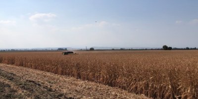 Basra sıcaklarında zorlu hasat mesaisi başladı, mısır yüz güldürdü