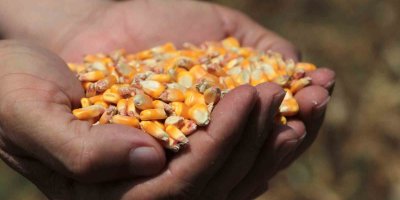 Sıcak hava mısırda rekolteyi yüzde 10 düşürdü