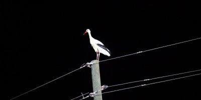 Adana'da leyleklerin göç yolu için çağrı