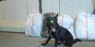 Narkotik köpeği Tinga 58 kilo esrar buldu