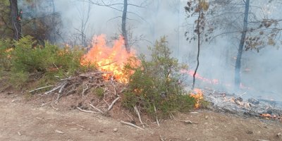 Kozan’da orman yangını