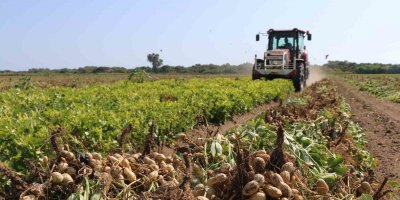 Adana’da 105 bin ton yer fıstığı rekoltesi bekleniyor