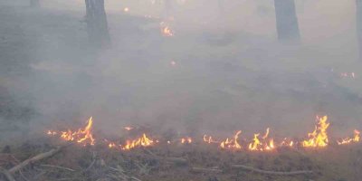 Adana Feke'de orman yangını