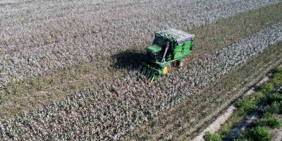 Adana’da pamuk hasadı başladı