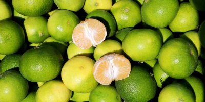 Mandalinada 1 milyon 350 bin ton rekolte bekleniyor