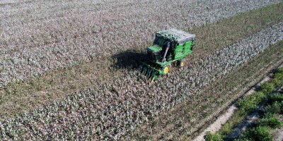 Eskinin pamuk başkenti Adana artık tropikal ürünlerle anılıyor