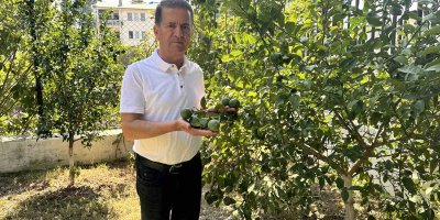 Mayer limon ağaçta kaldı